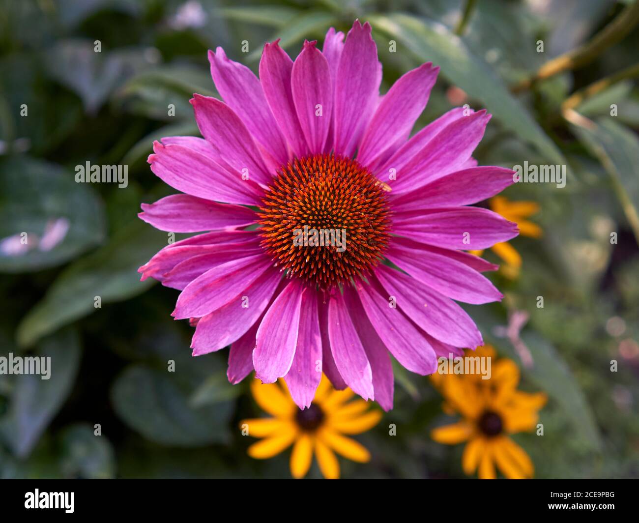 Closeup of a purple Echinacea flower or purple coneflower blooming in summer Stock Photo