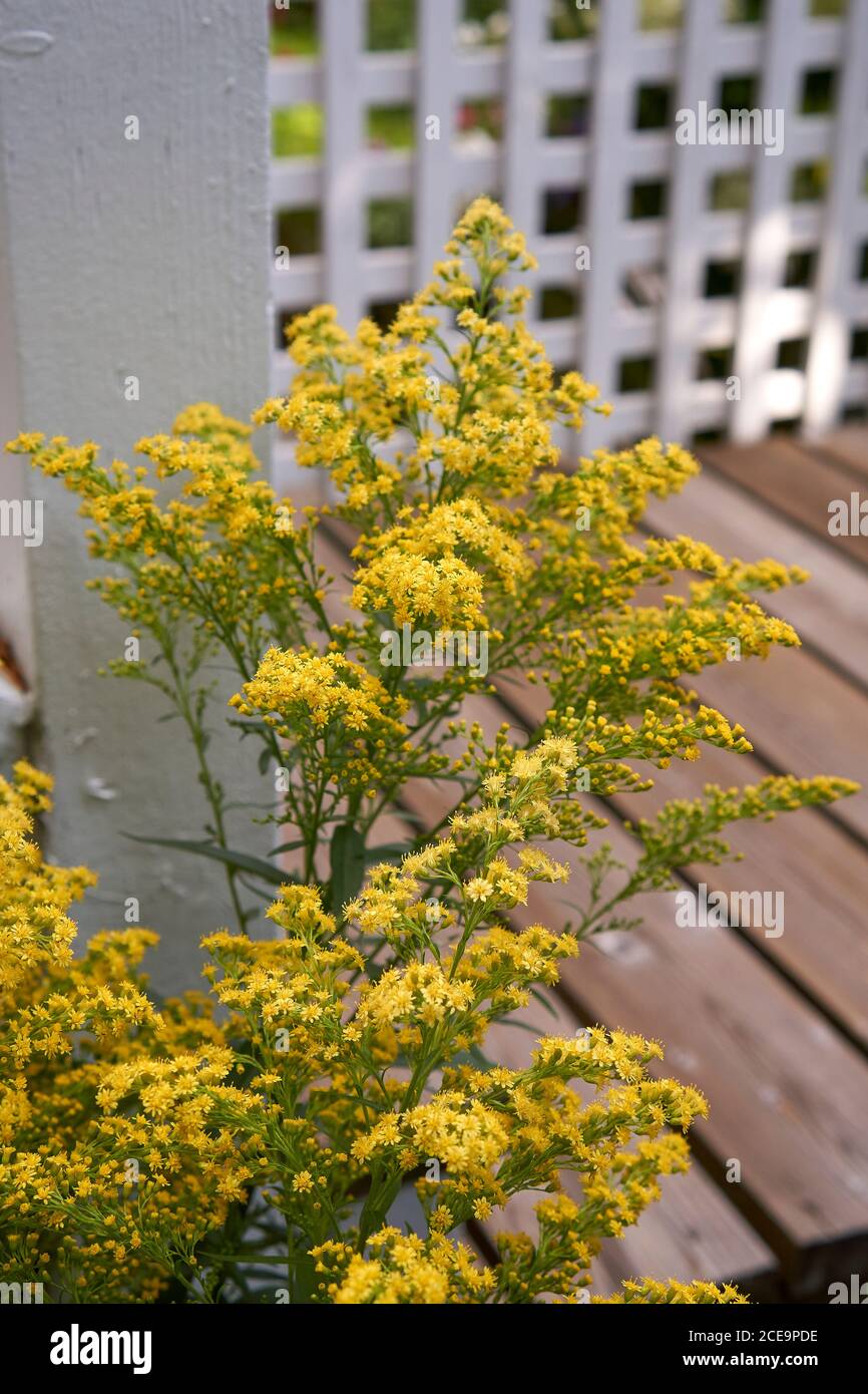 Canadian Goldenrod or Solidago canadensis plant  growing in the back yard of a house in Vancouver, British Columbia, Canada Stock Photo