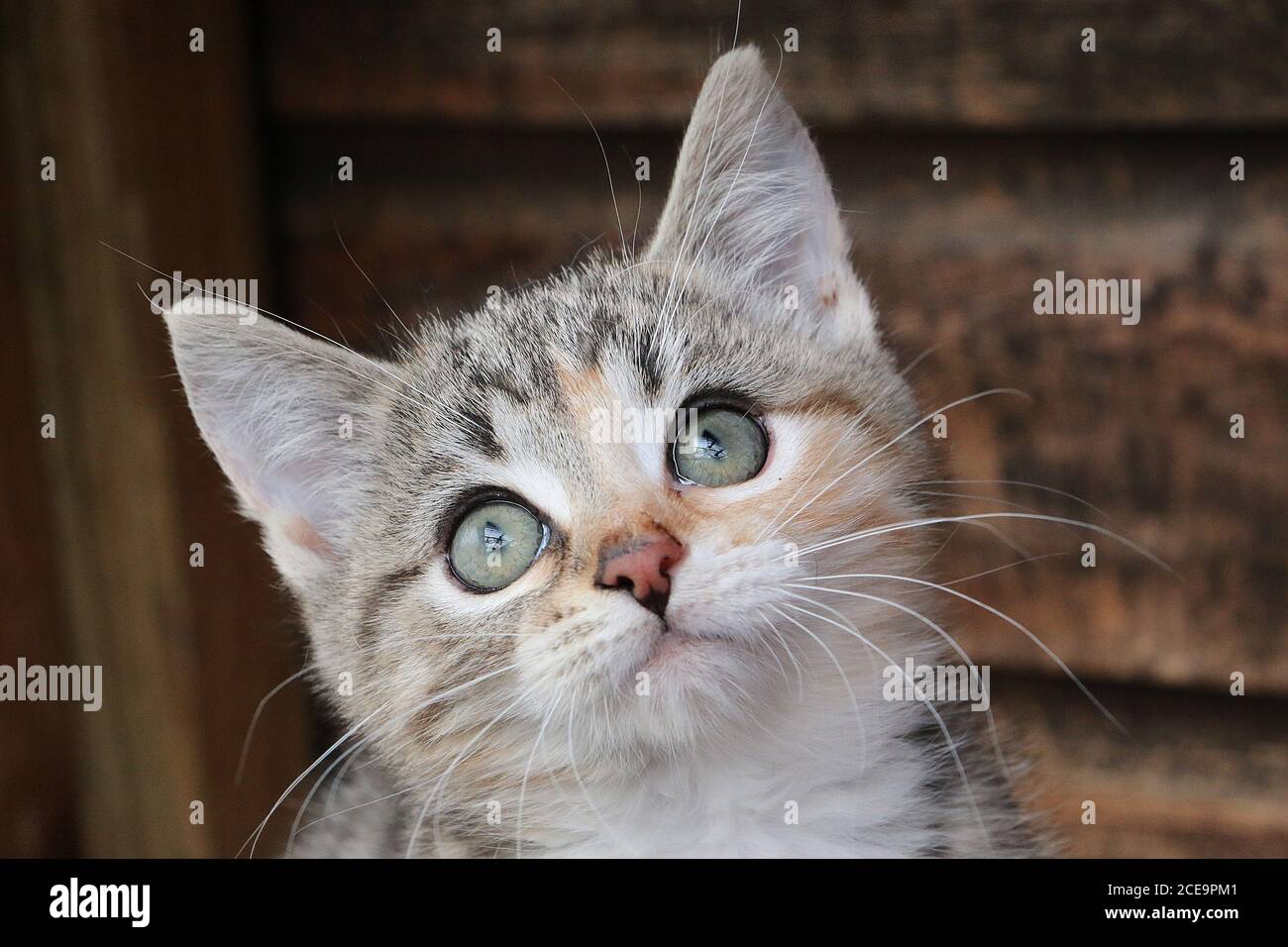 Closeup shot baby kitten hi-res stock photography and images - Alamy