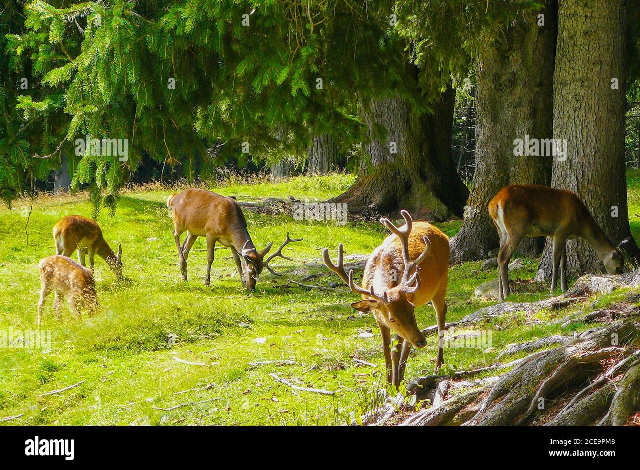 deers of Italian Alps in nature Stock Photo