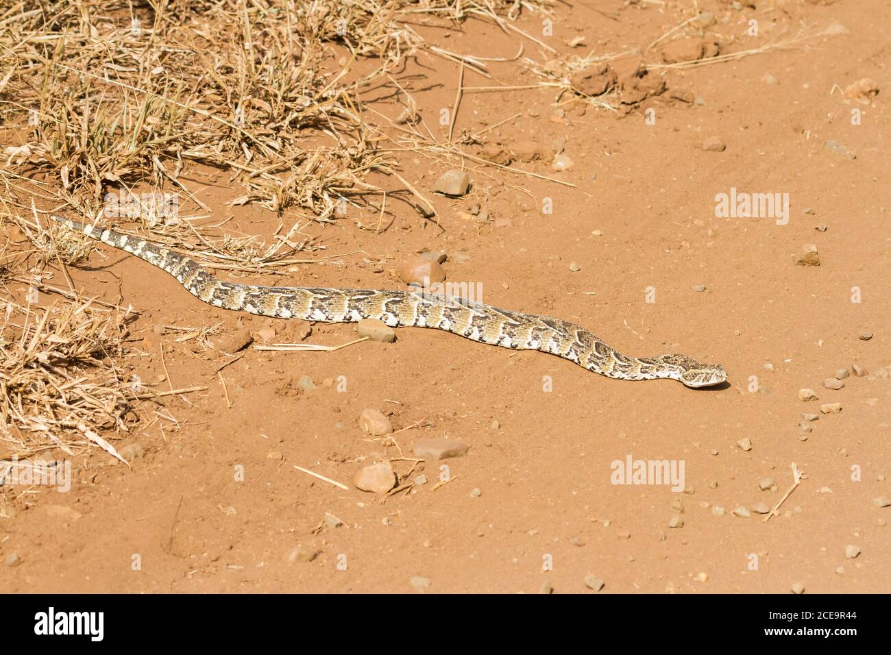 A venomous Puff Adder (Bitis arietans) lying on a dirt road in Kruger
