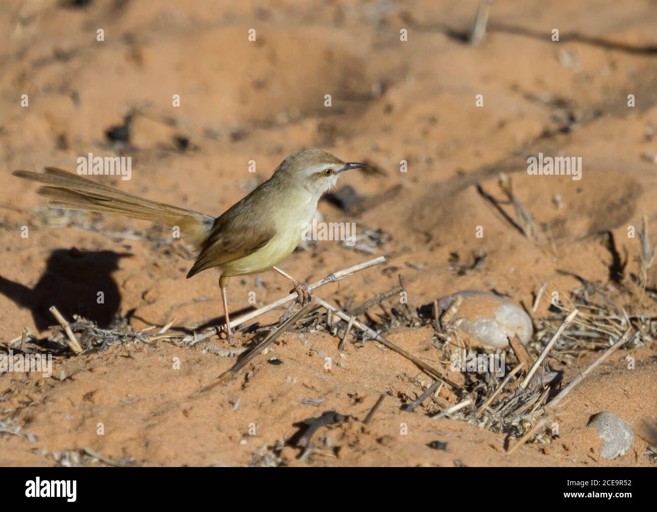 Black-chested prinia (Prinia flavicans) perched on a small stick on the ground in the Kalahari, South Africa Stock Photo