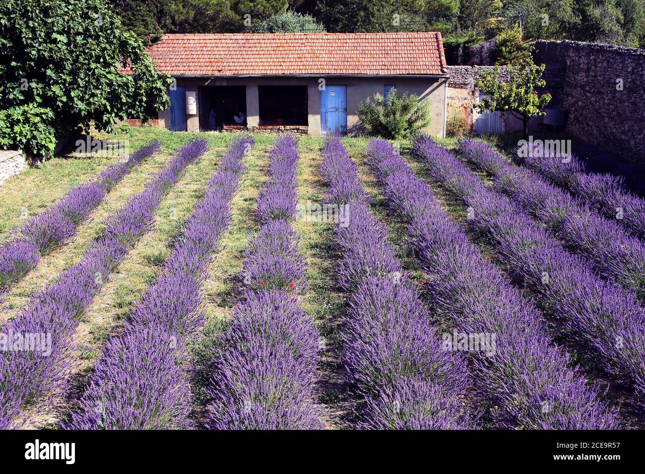 Monastery Garden, St-Rémy-de-Provence, France Stock Photo