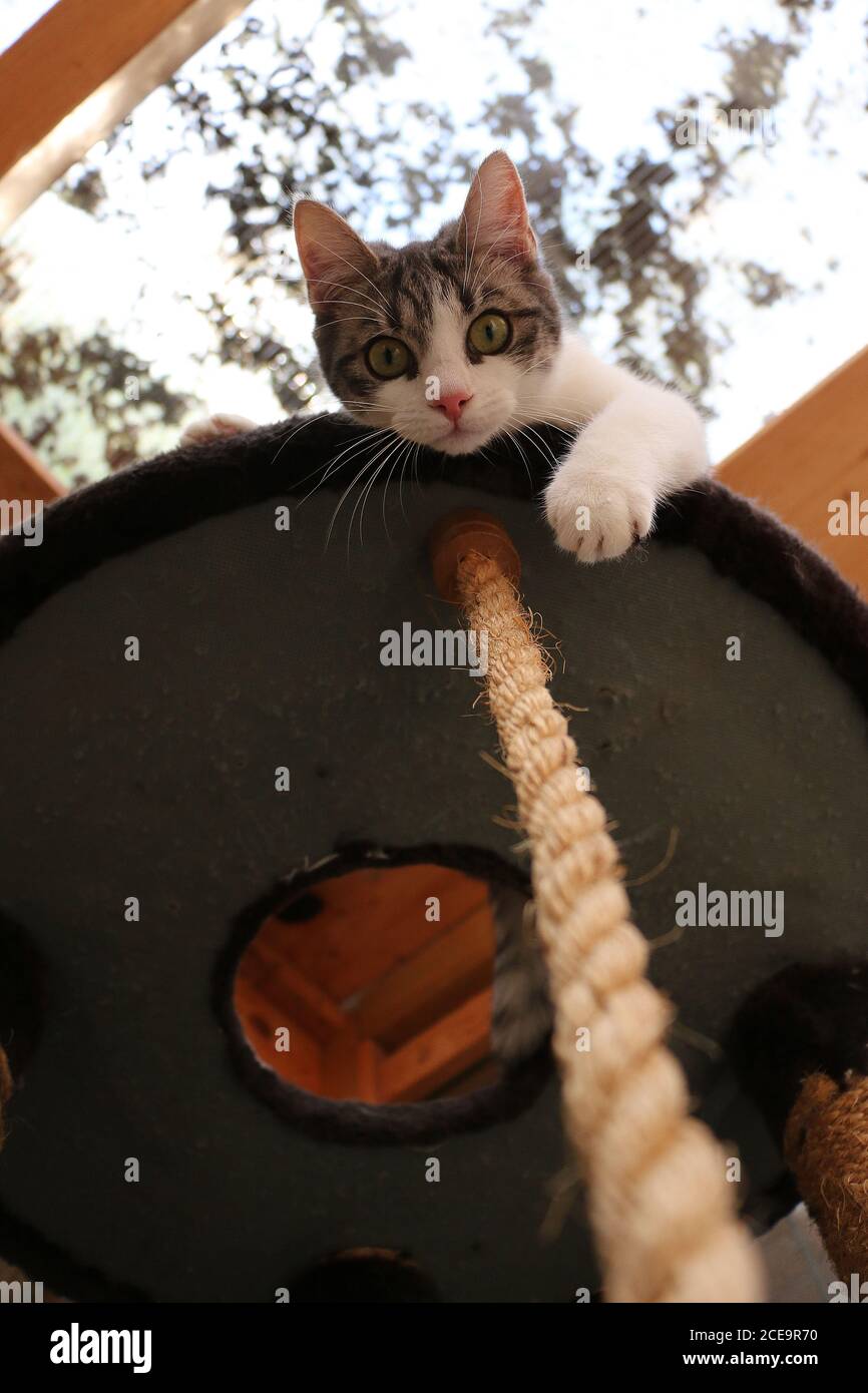 Vertical low angle shot of a cat looking from the cat tower Stock Photo ...