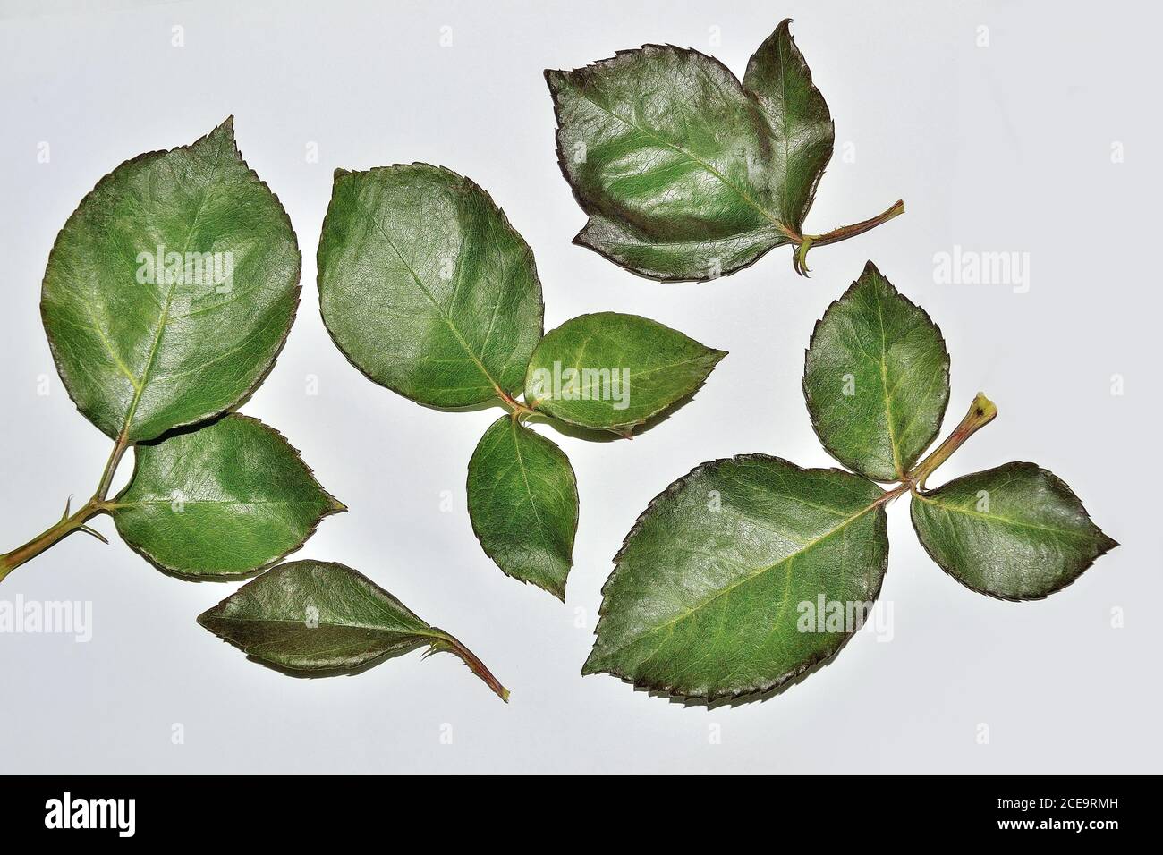 Set of fresh rose leaves isolated on white background Stock Photo