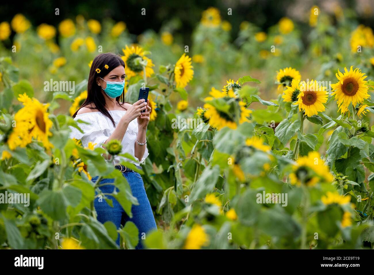 Laura Gillan on day trip from Derry City takes a picture of the sunflowers at the Sunflower Field Portglenone, on Bank Holiday Monday in Northern Ireland. The Sunflower Field is grow annually and the owners asking for a small fee to enter with proceeds this year for Versus Arthritis. Stock Photo