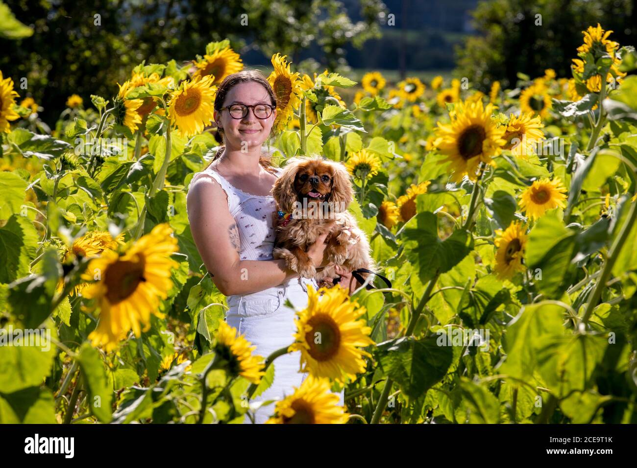 Patrice Green,25, from Belfast on a day trip celebrating her King Charles dog Bear on his their third birthday pictured together at the Sunflower Field Portglenone, on Bank Holiday Monday in Northern Ireland. The Sunflower Field is grow annually and the owners asking for a small fee to enter with proceeds this year for Versus Arthritis. Stock Photo