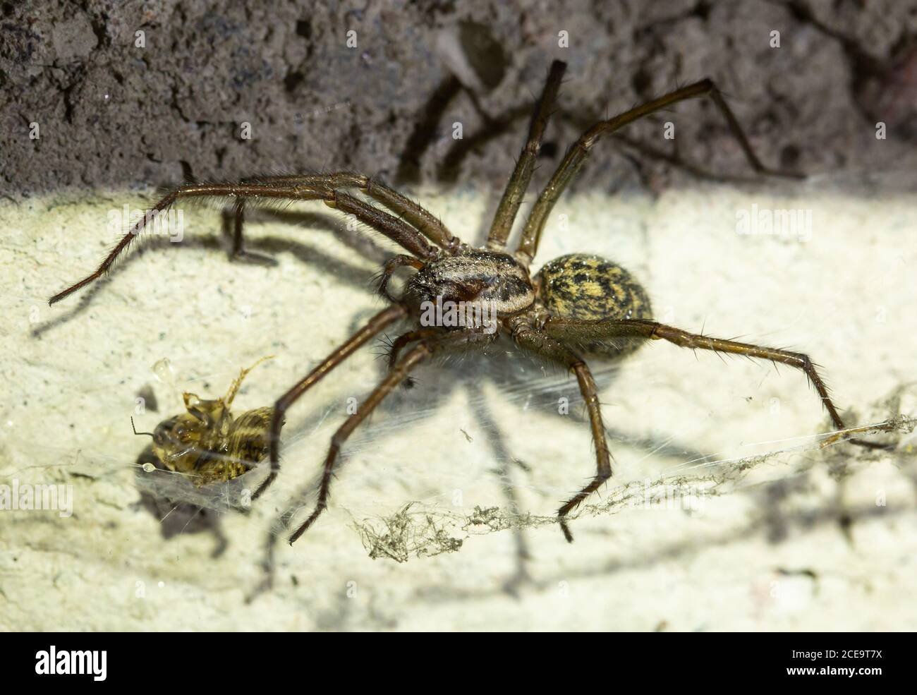 Giant House Spider Stock Photo Alamy
