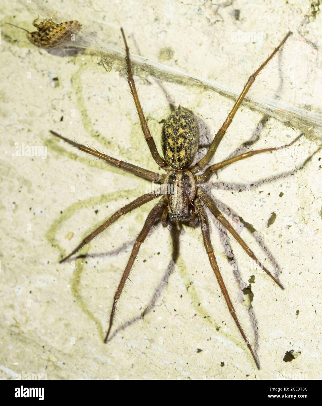 Giant House Spider Stock Photo Alamy