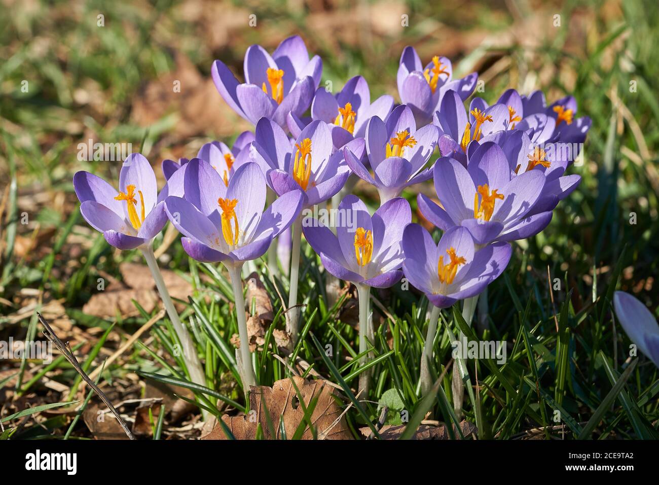 blooming crocuses in a park in spring Stock Photo