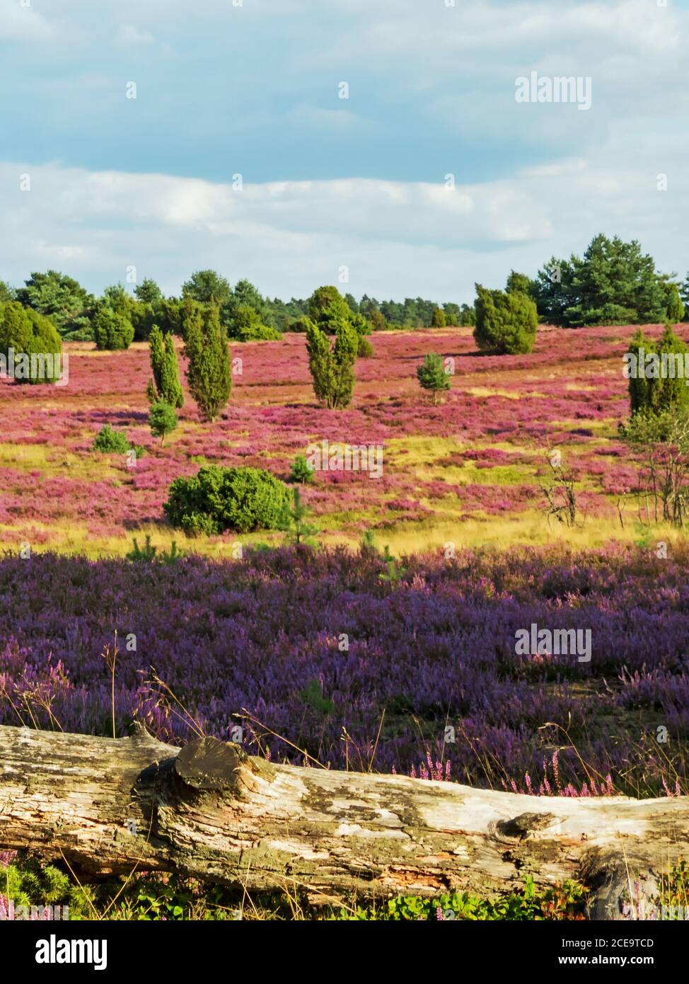 Lueneburg heath nature reserve hi-res stock photography and images - Alamy