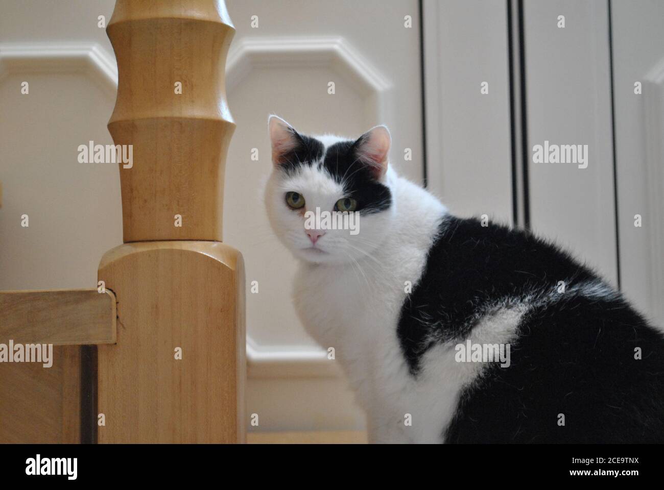 Adorable white and black cat sitting on the ground Stock Photo - Alamy
