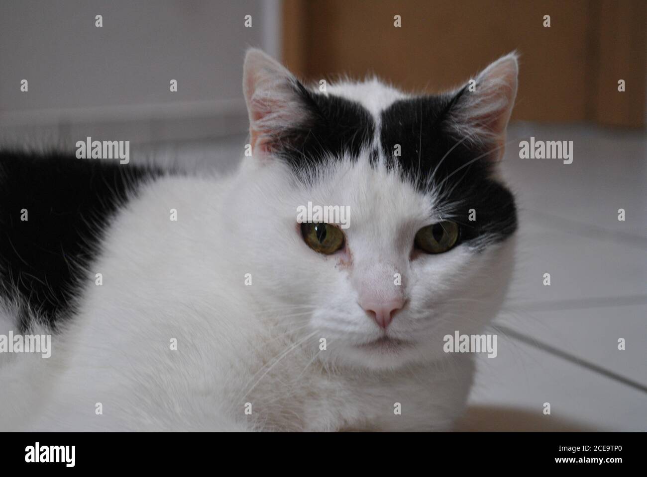 Adorable white and black cat lying on the ground Stock Photo - Alamy