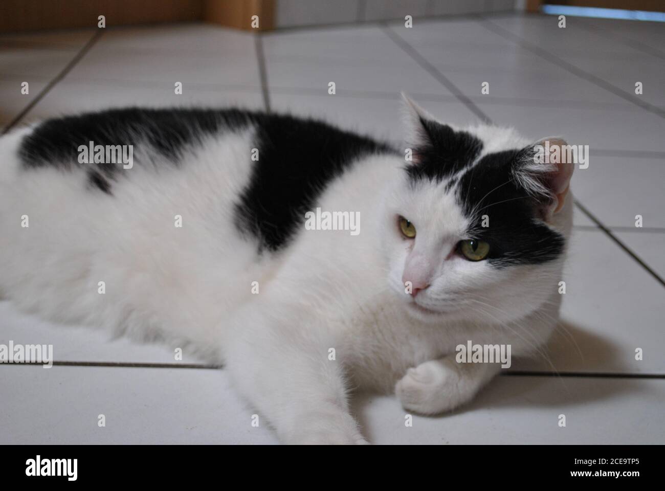 Adorable white and black cat lying on the ground Stock Photo - Alamy
