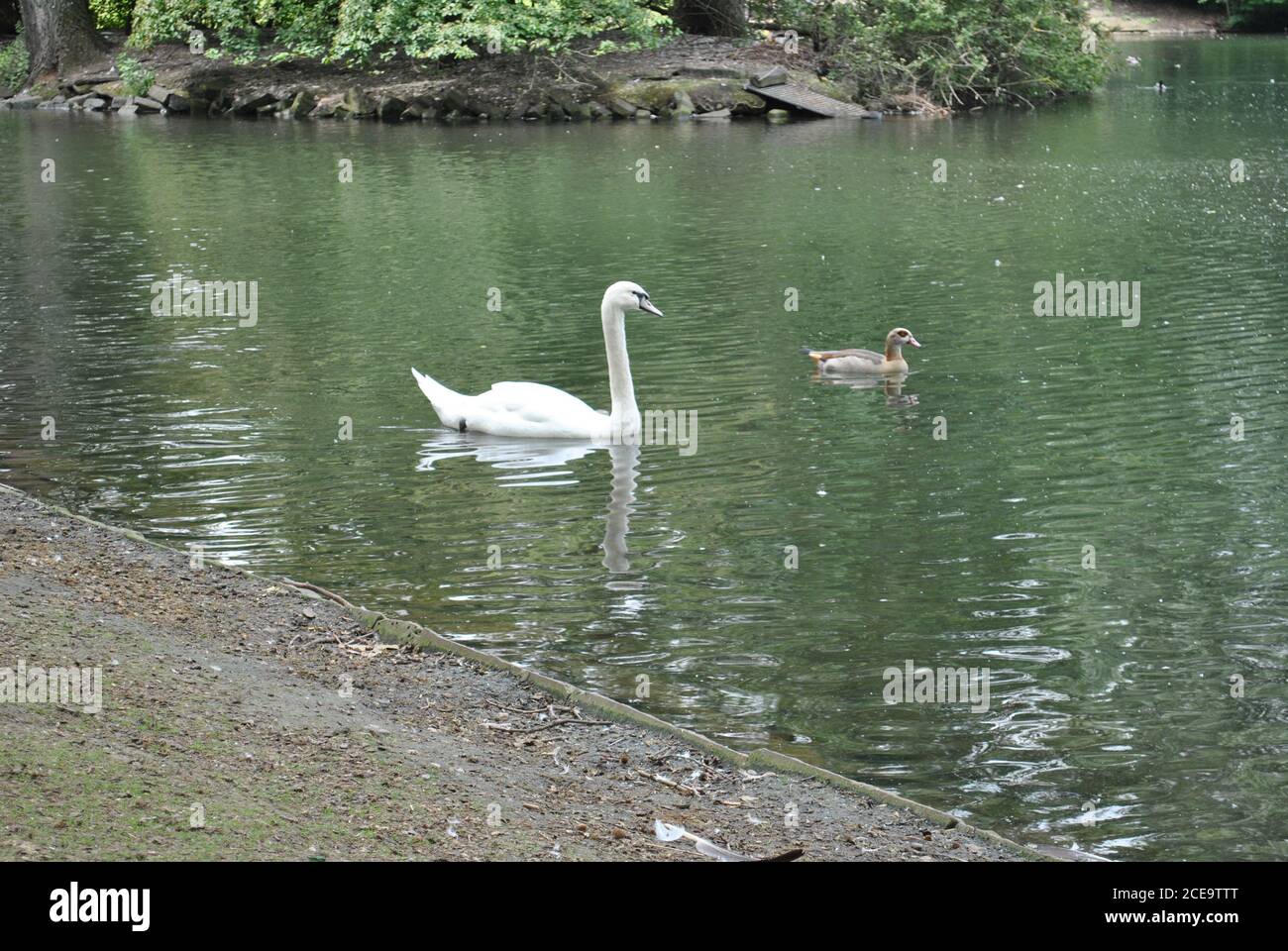 Beautiful white swan swimming in the lake Stock Photo - Alamy