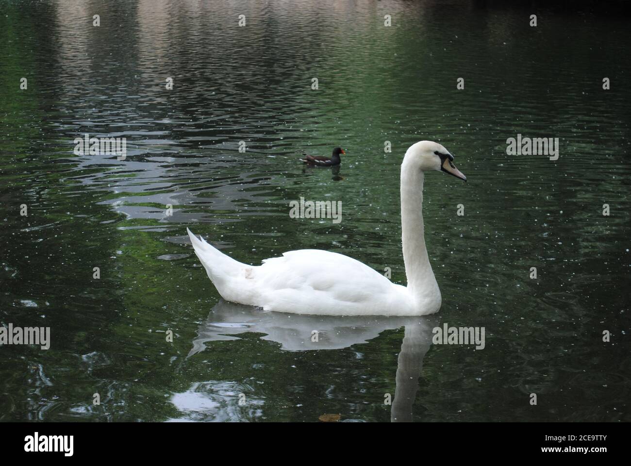 Beautiful white swan swimming in the lake Stock Photo - Alamy
