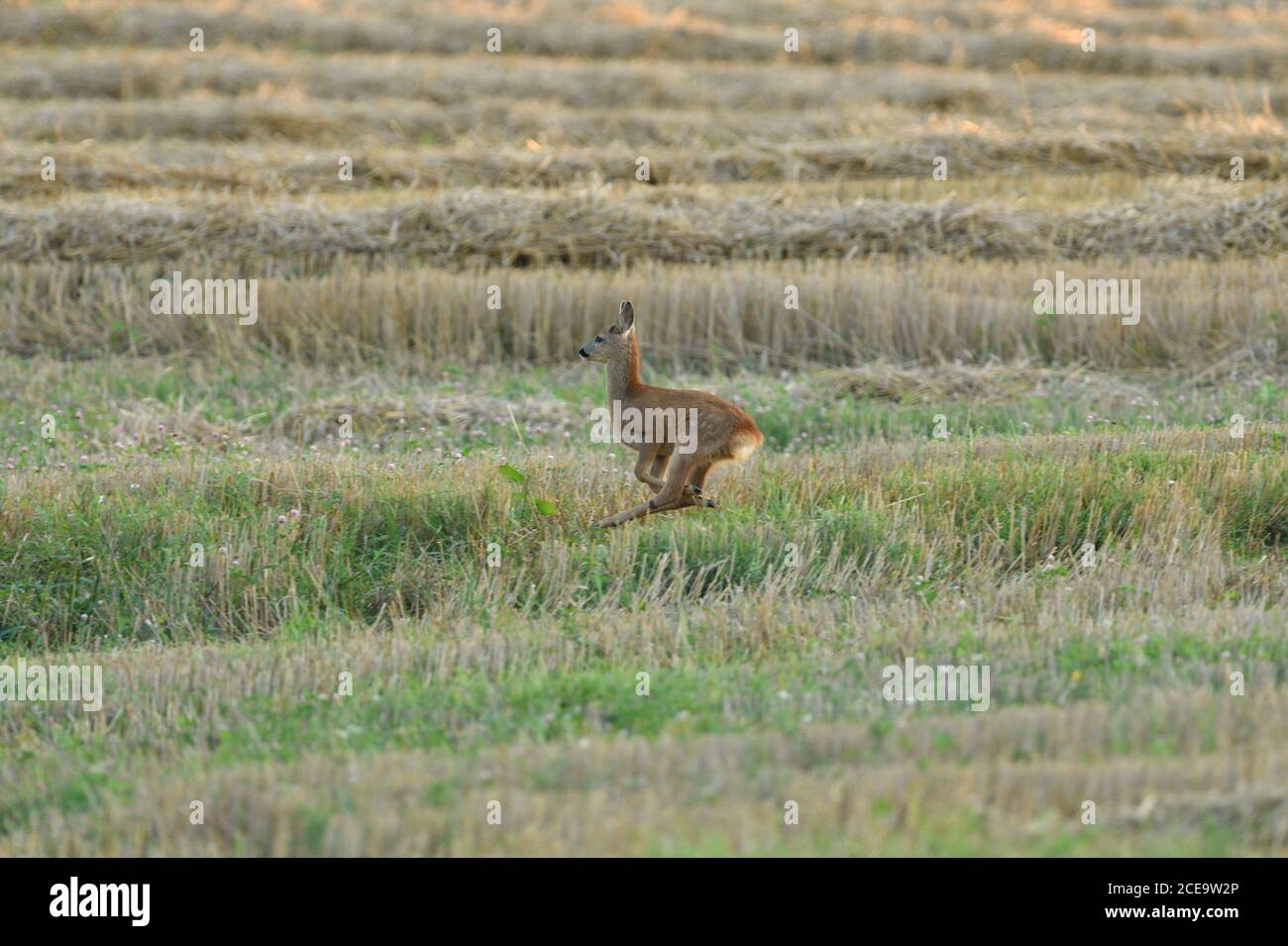 Roe deer in a grain field in spring hires stock photography and images