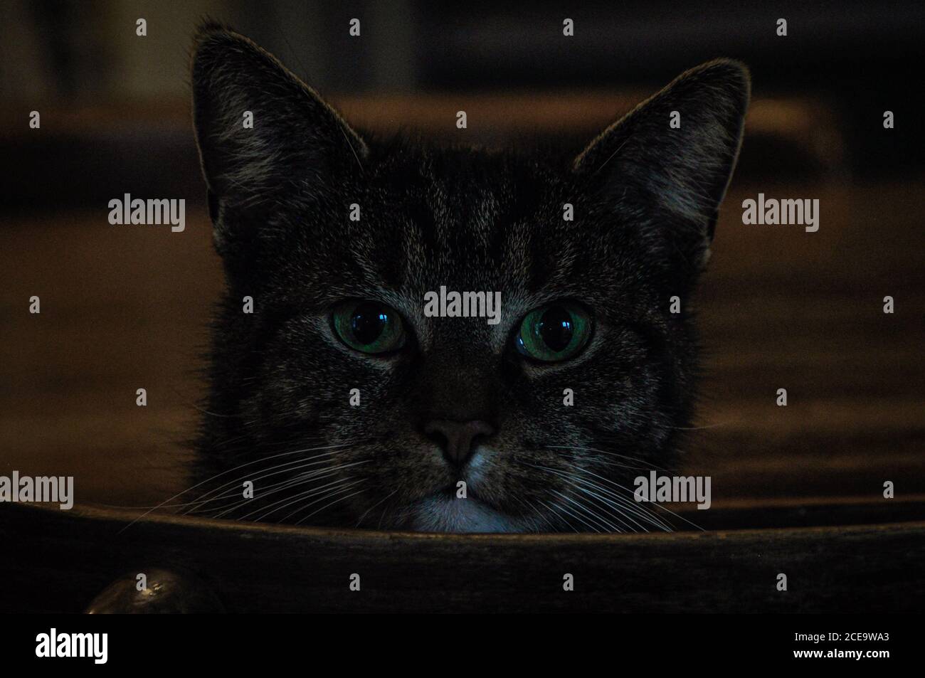 Closeup shot of a cute cat Stock Photo