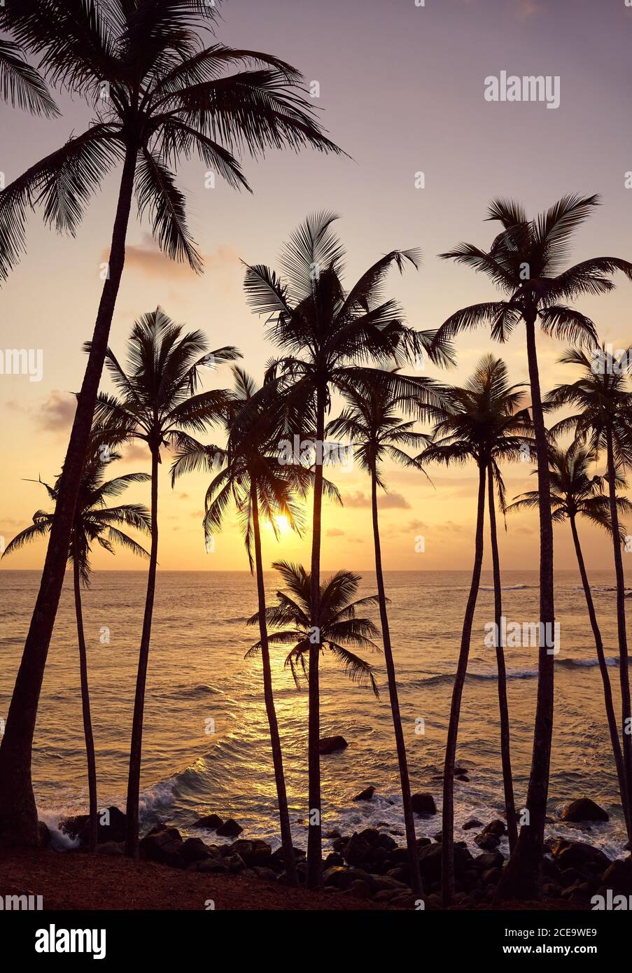 Beautiful tropical sunset with coconut palm trees silhouettes. Stock Photo
