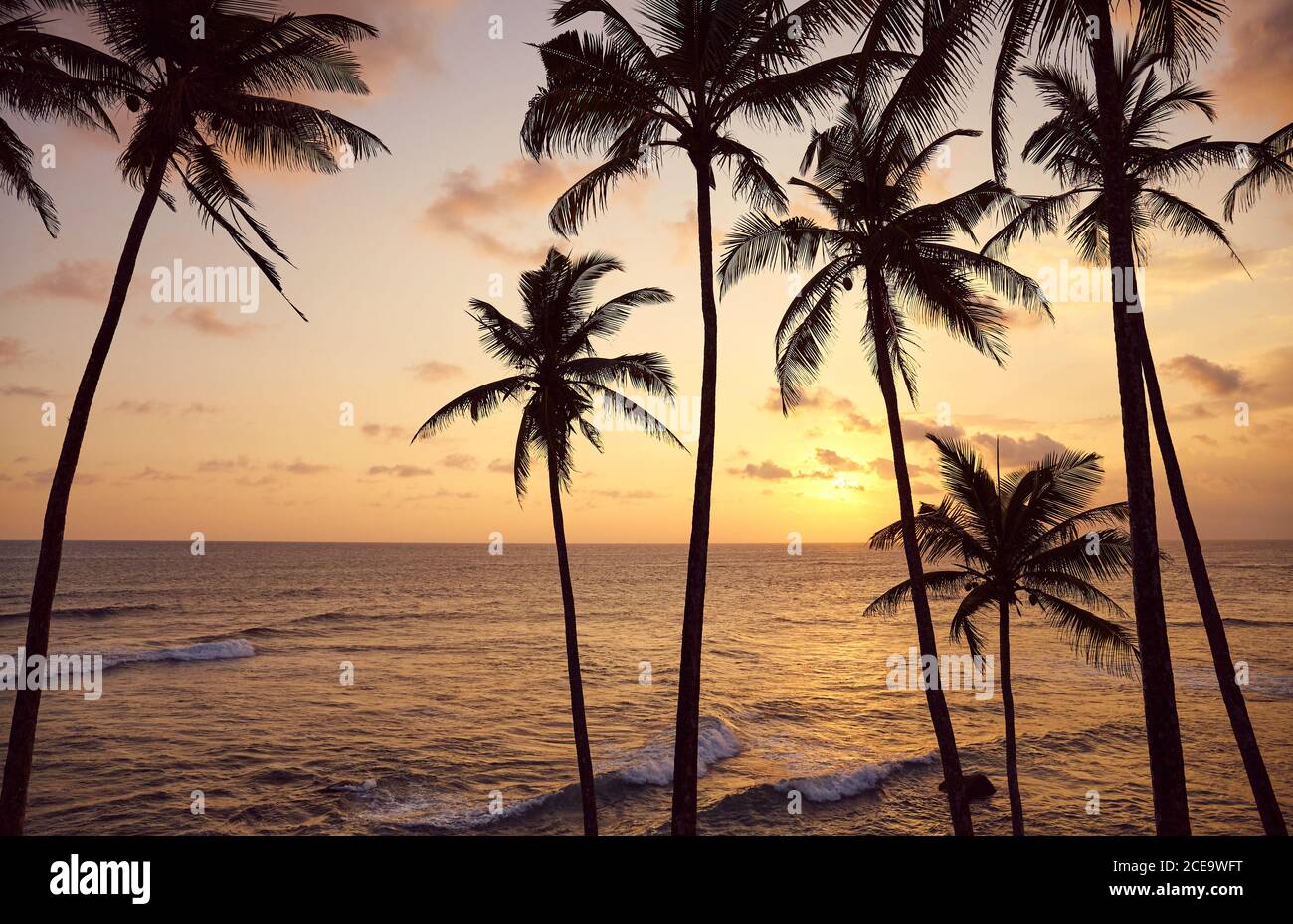 Beautiful tropical sunset with coconut palm trees silhouettes. Stock Photo