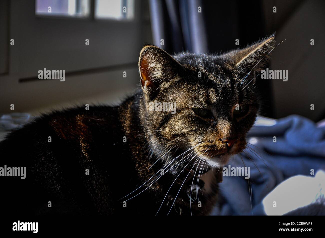 Closeup shot of a cute cat Stock Photo