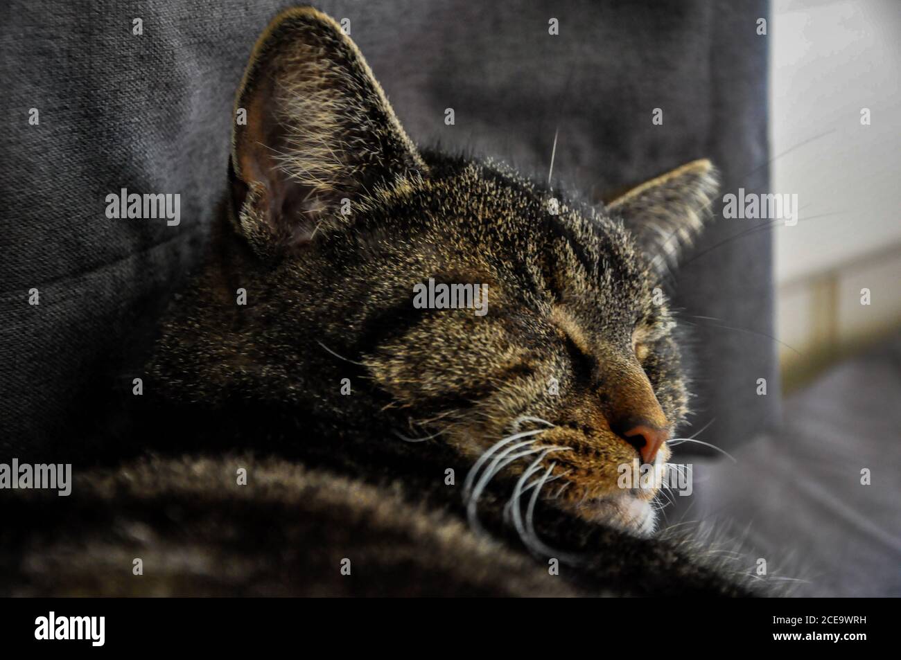 Closeup shot of a cute cat Stock Photo