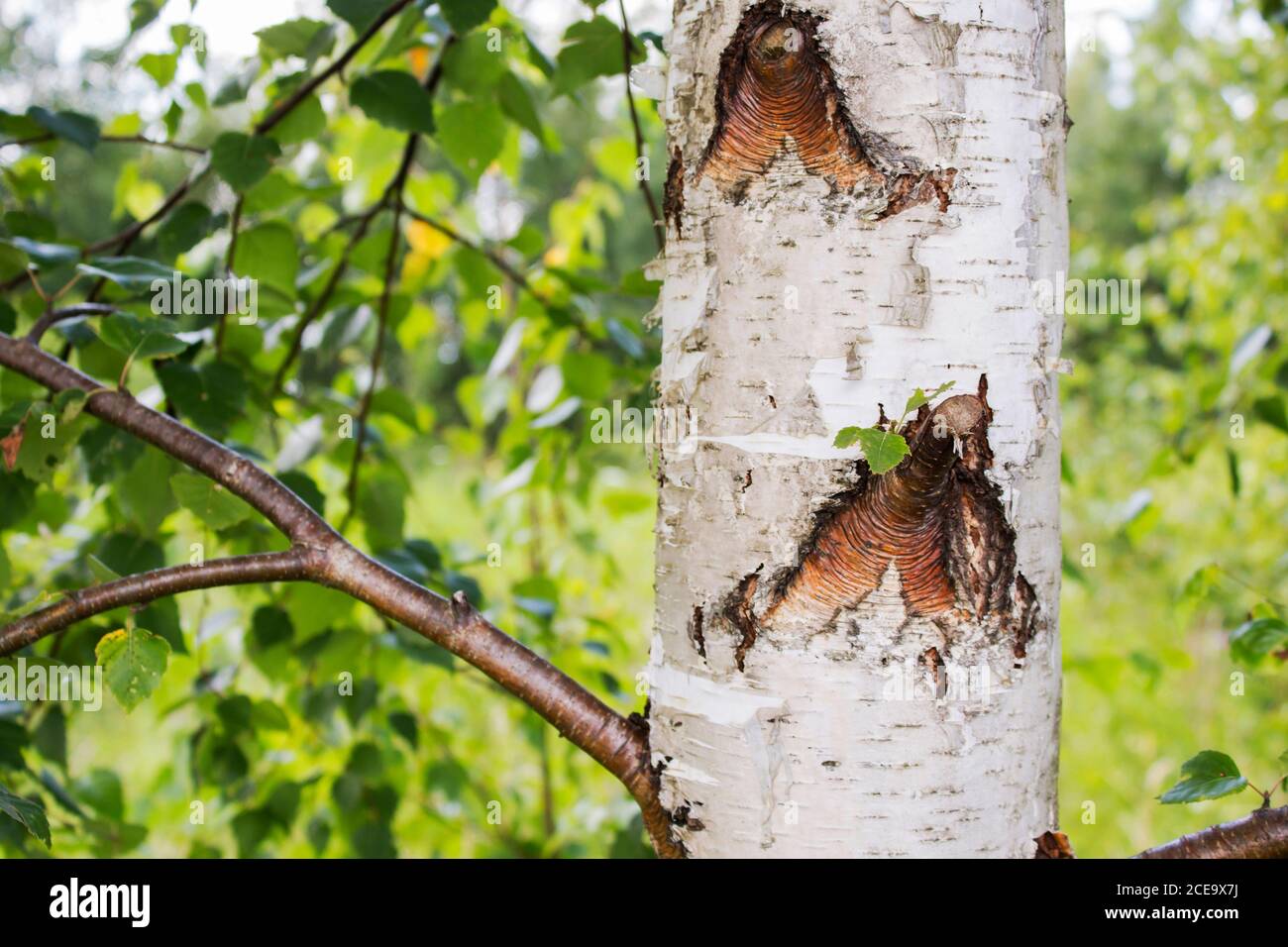 Trunks of birch trees in the foreground Stock Photo