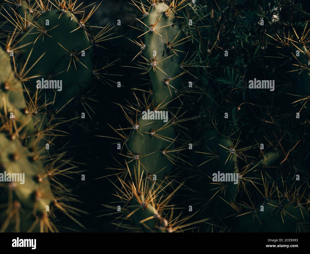 Close-up spiky cactus Stock Photo