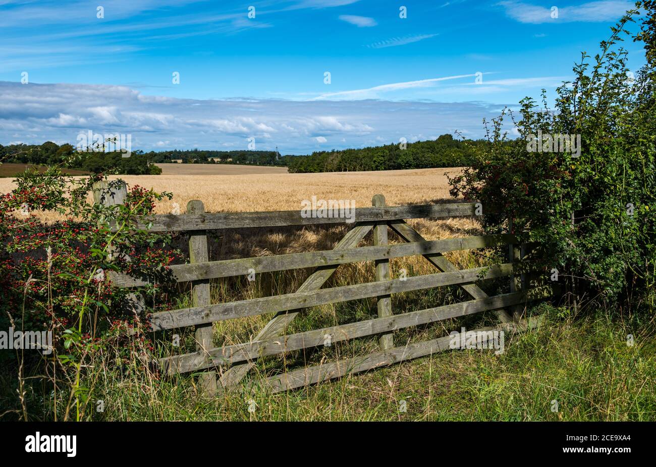 Old wooden fence overlooking agricultural landscape with grain cereal crop field on a sunny Summer day, East Lothian, Scotland, UK Stock Photo