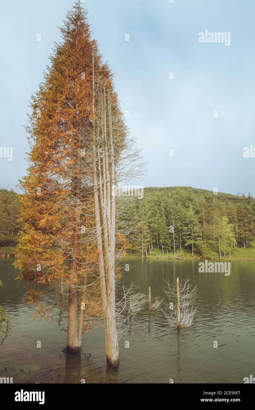 Trees between water near shore Stock Photo - Alamy