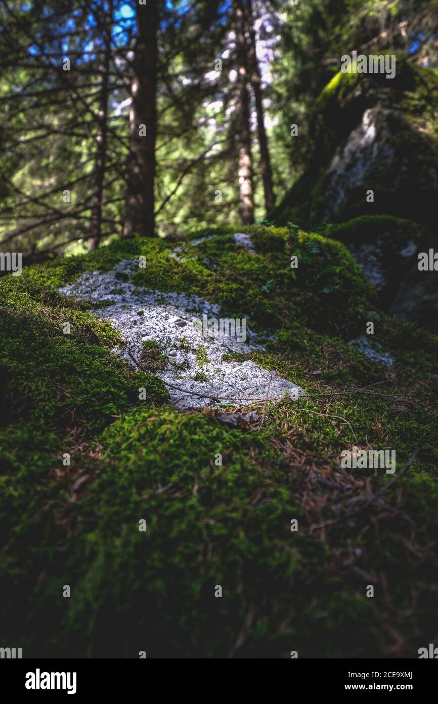 Vertical shot forest landscape hi-res stock photography and images - Alamy