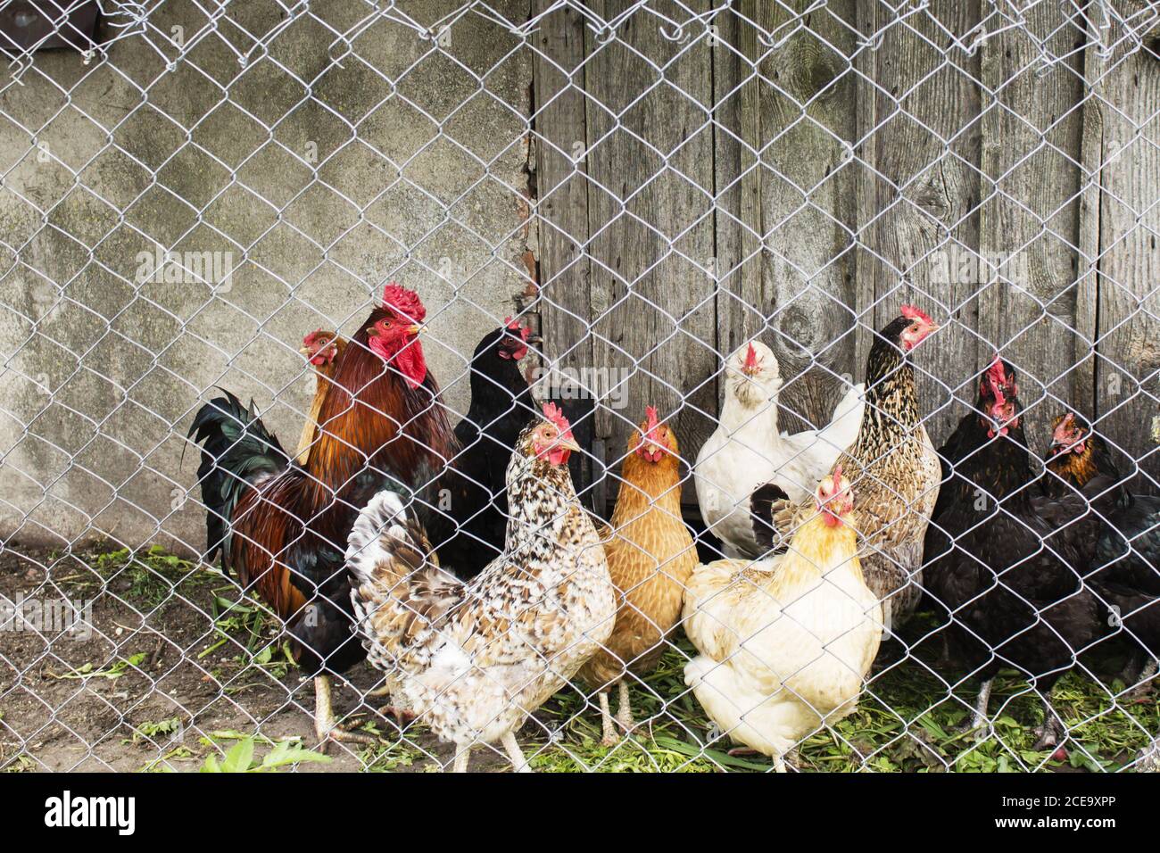Group of chickens going out from coop Stock Photo Alamy