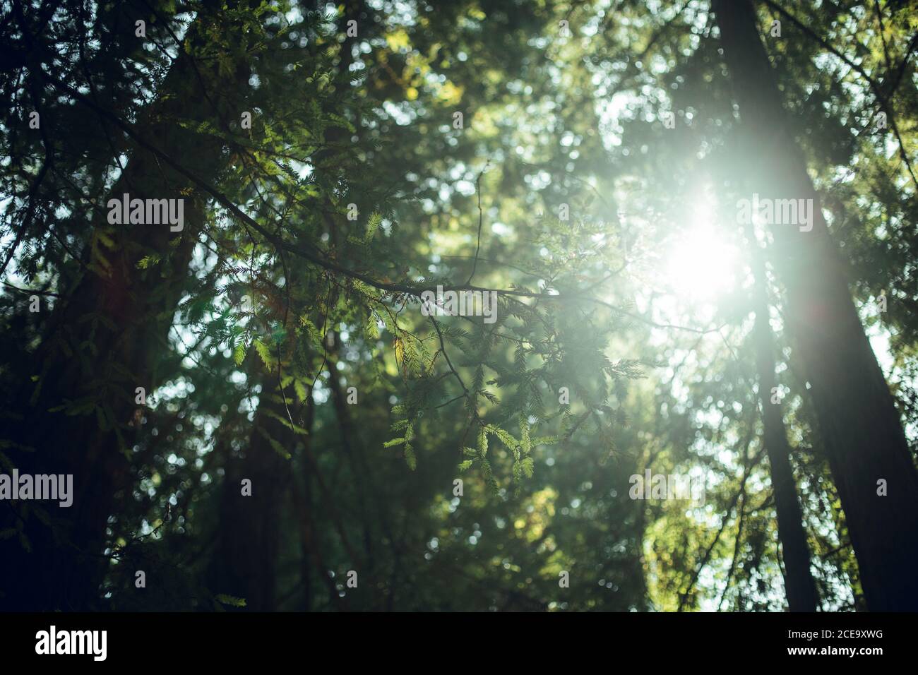 High green trees in forest in summer Stock Photo - Alamy