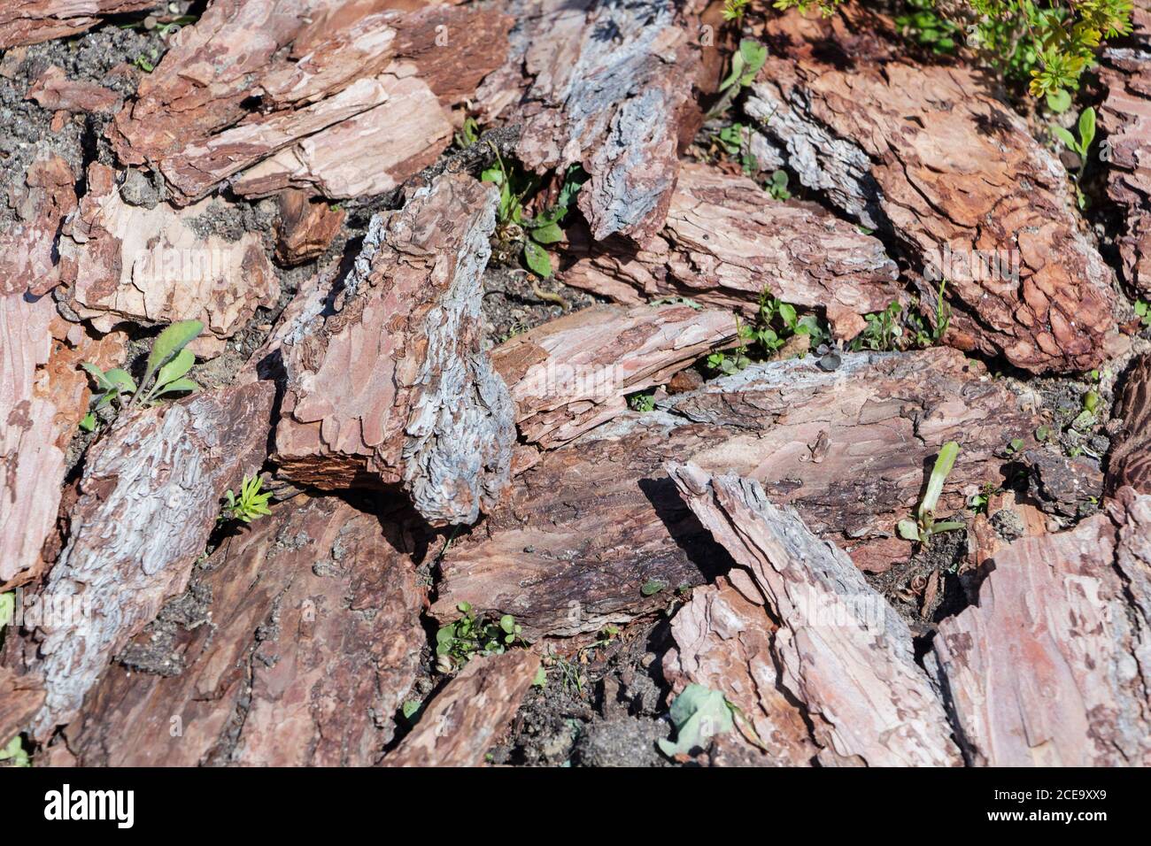 Wood chip bark ground cover hires stock photography and images Alamy