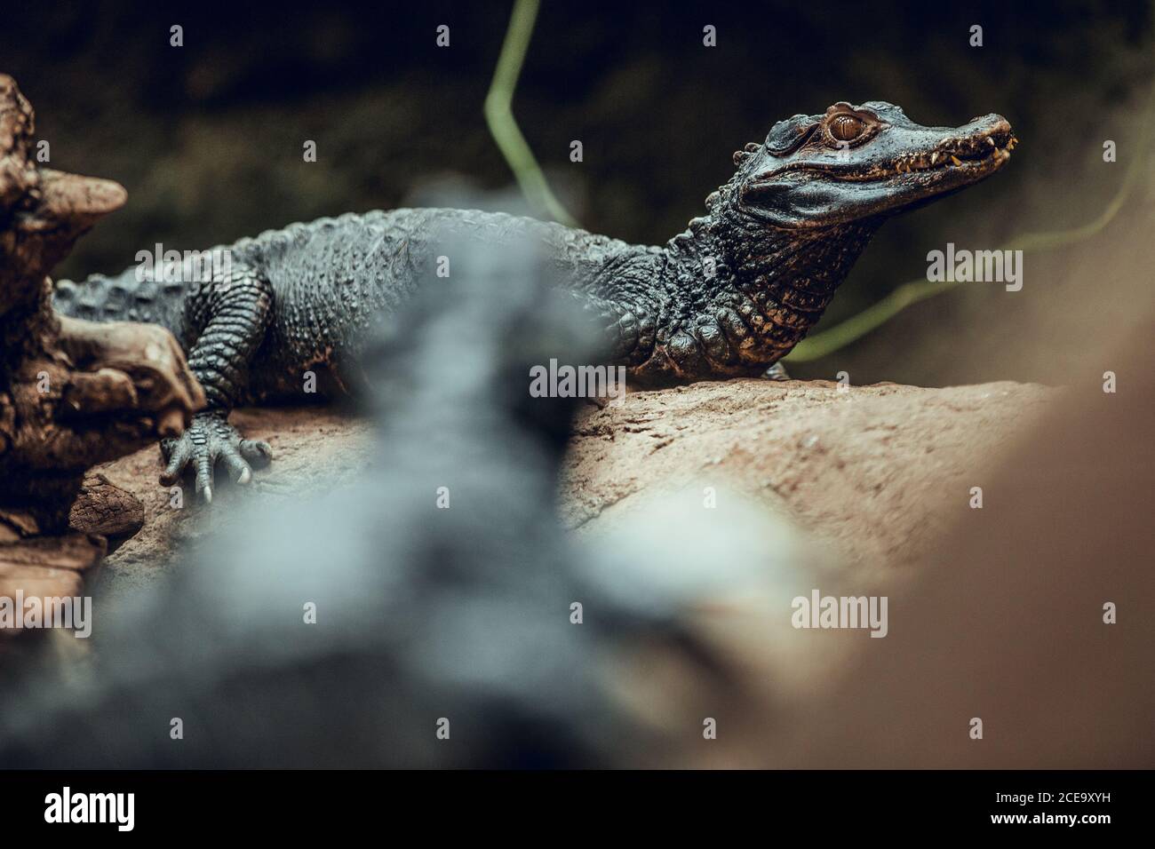 Cute baby crocodiles lying on rock in nice enclosure amazing zoo Stock