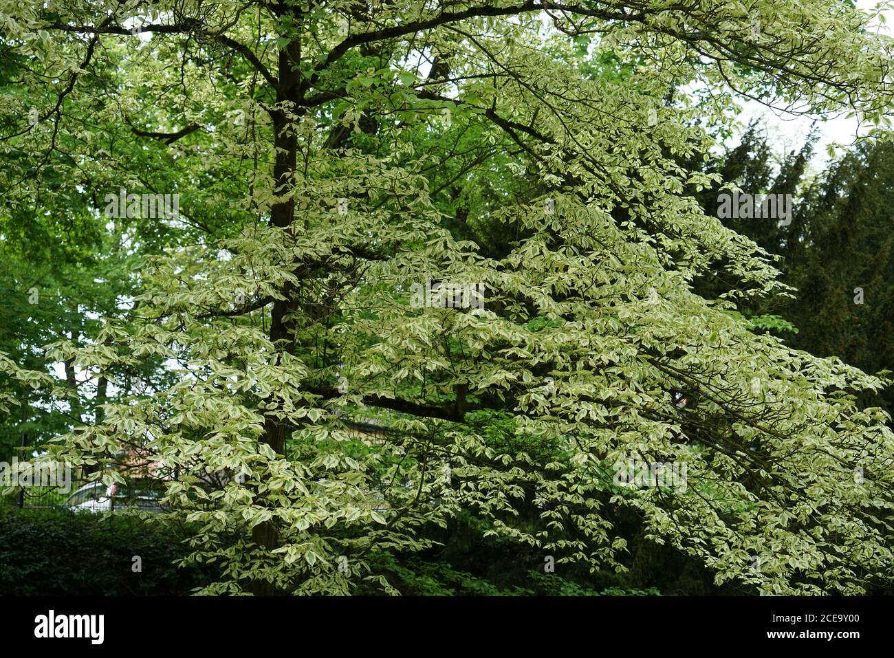 Beautiful shot green tree in hi-res stock photography and images - Alamy