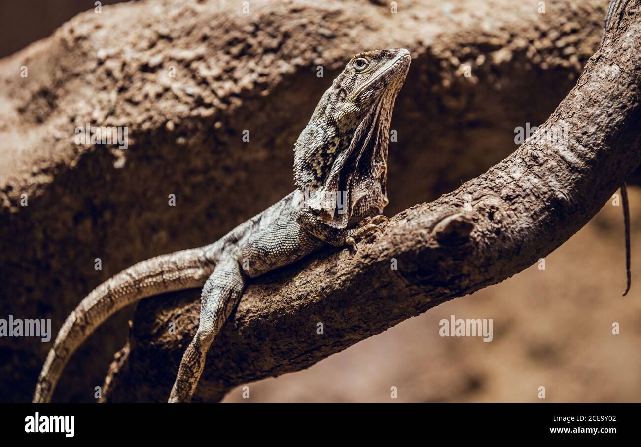 Amazing frilled-necked lizard sitting on thin trunk of tree in zoo Stock Photo