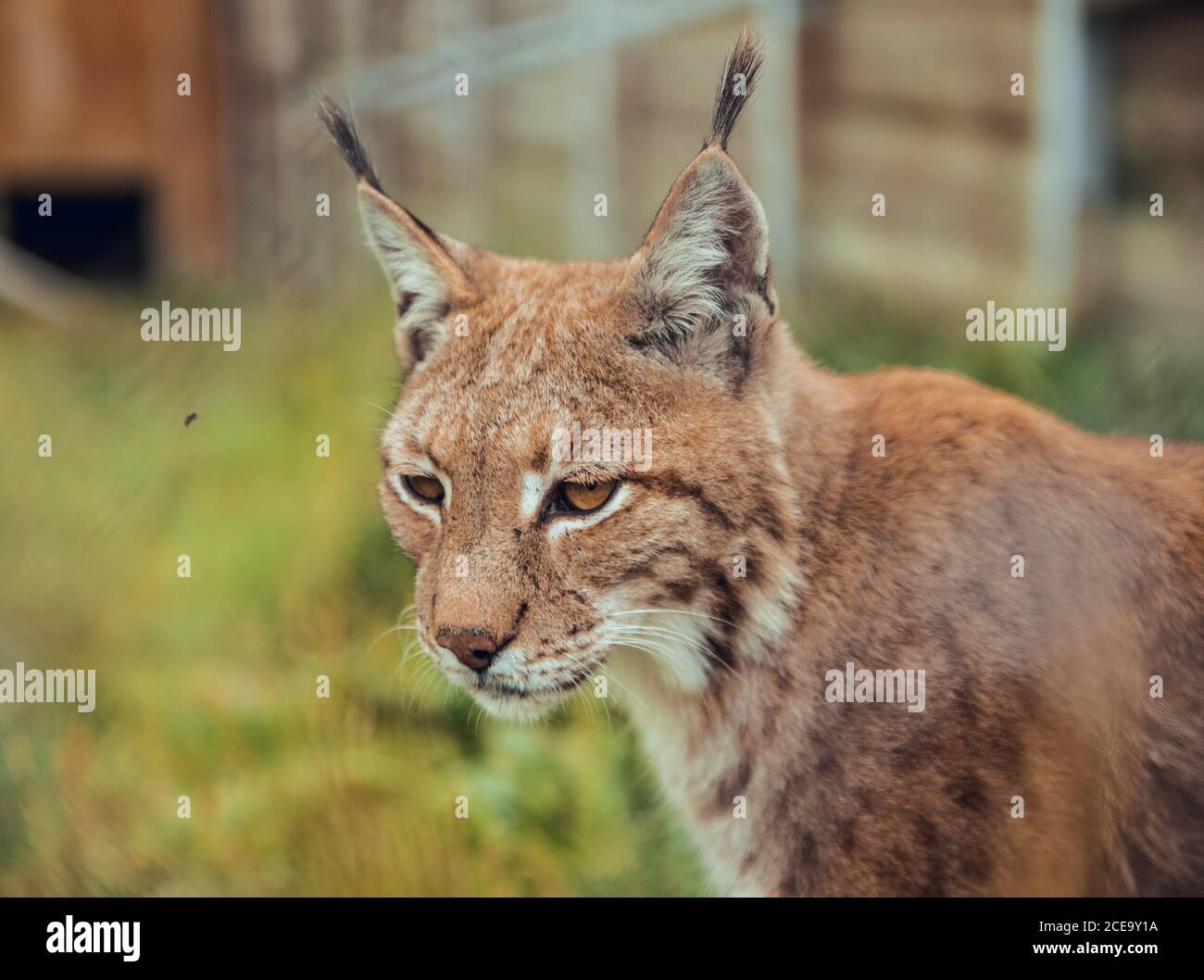 Lynx conservation hi-res stock photography and images - Alamy