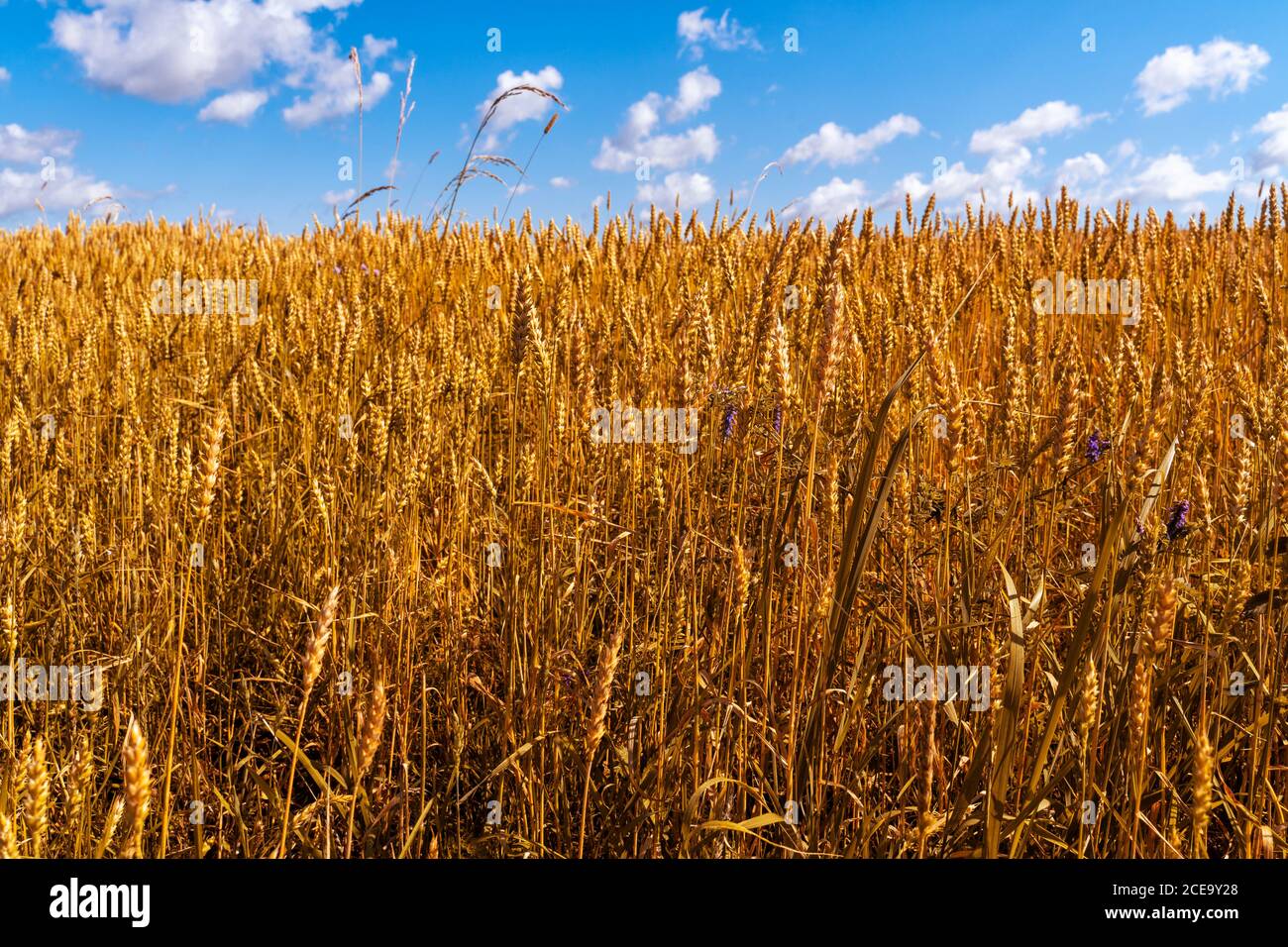 Wheat field and blue sky with clouds Stock Photo - Alamy