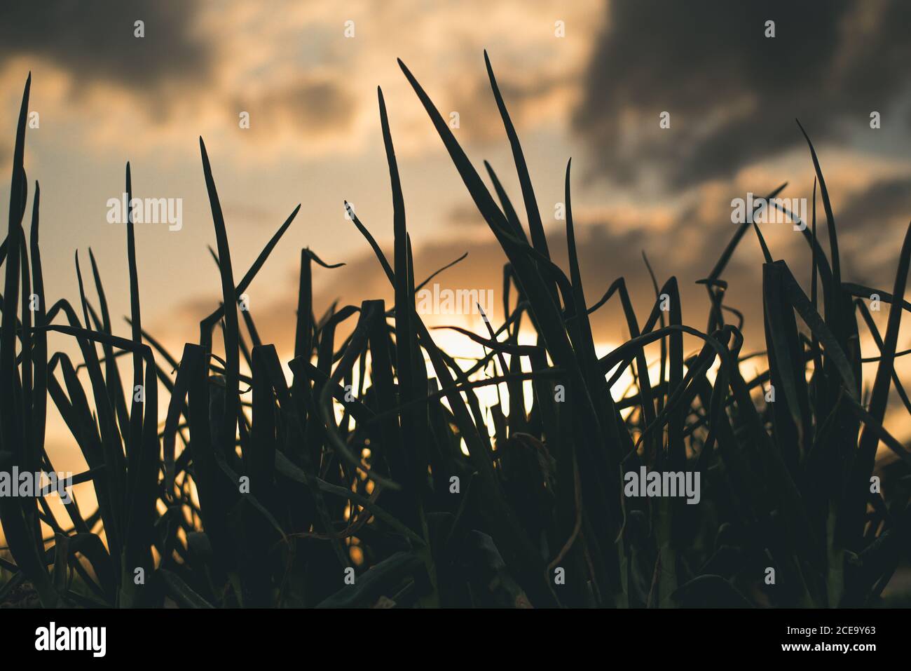 View to small grass silhouette and cloudy evening sky with sunset. Stock Photo