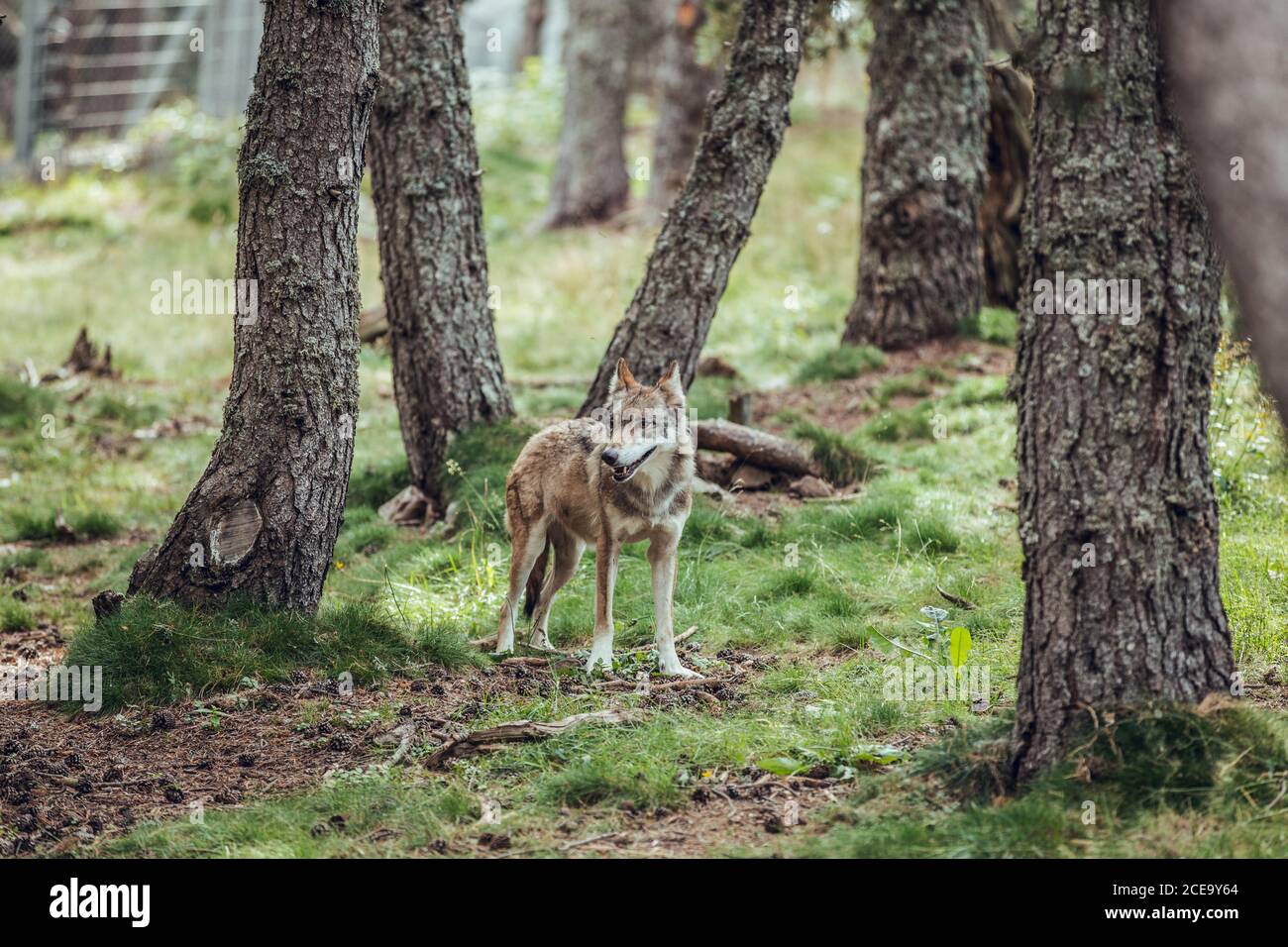 Young wolf standing among trees in reserve and looking away Stock Photo ...