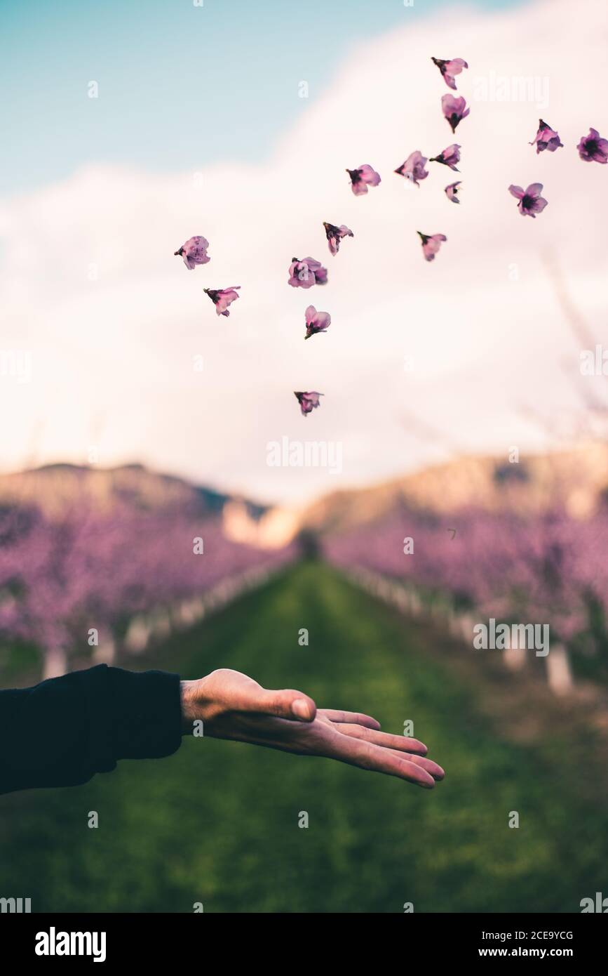 Crop hand of unrecognizable person throwing up pink flowers in the