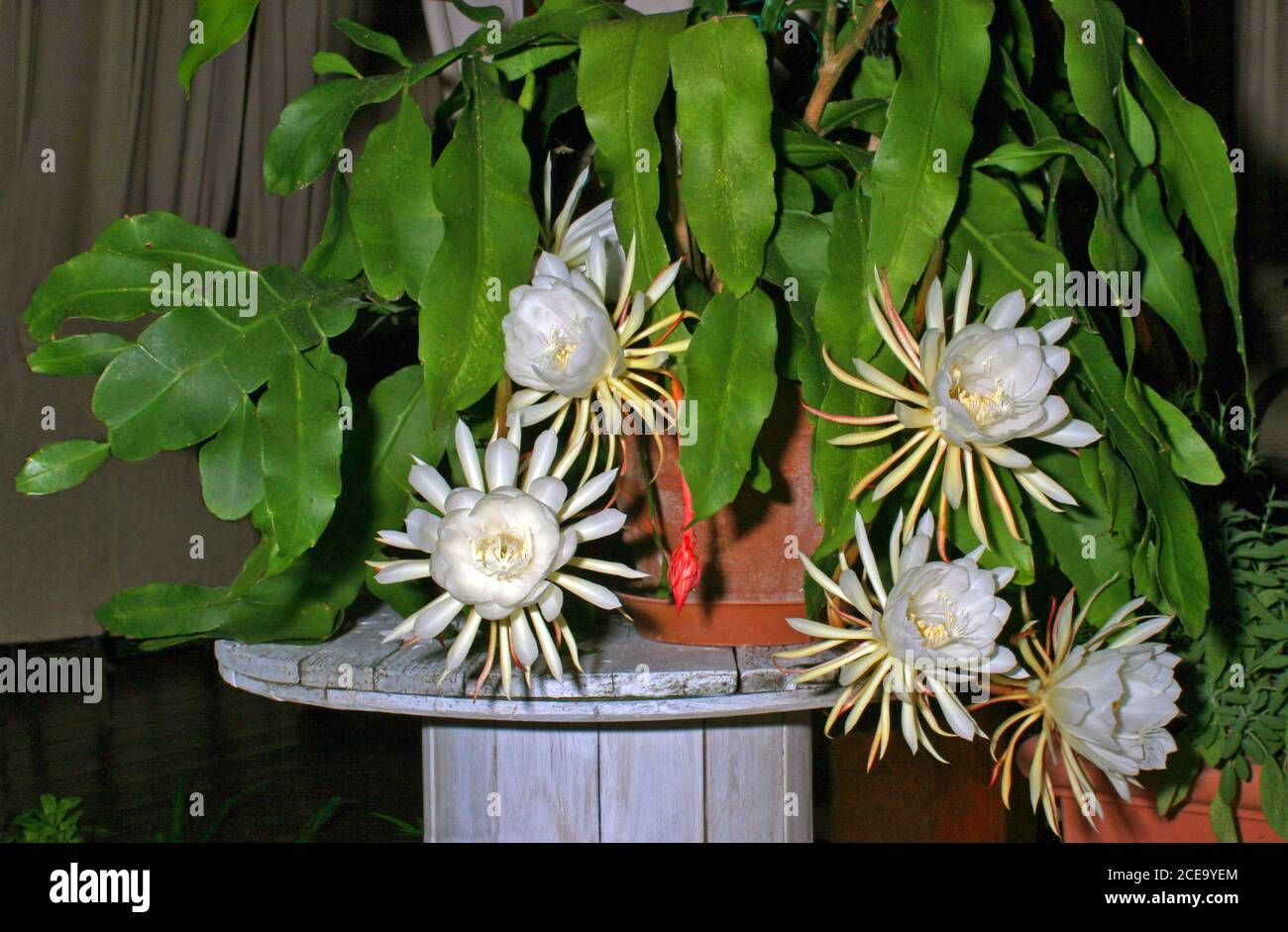 Belle de Nuit, Lady of the Night, Queen of the Night, Night blooming  Cereus, Dutchman's Pipe Stock Photo - Alamy