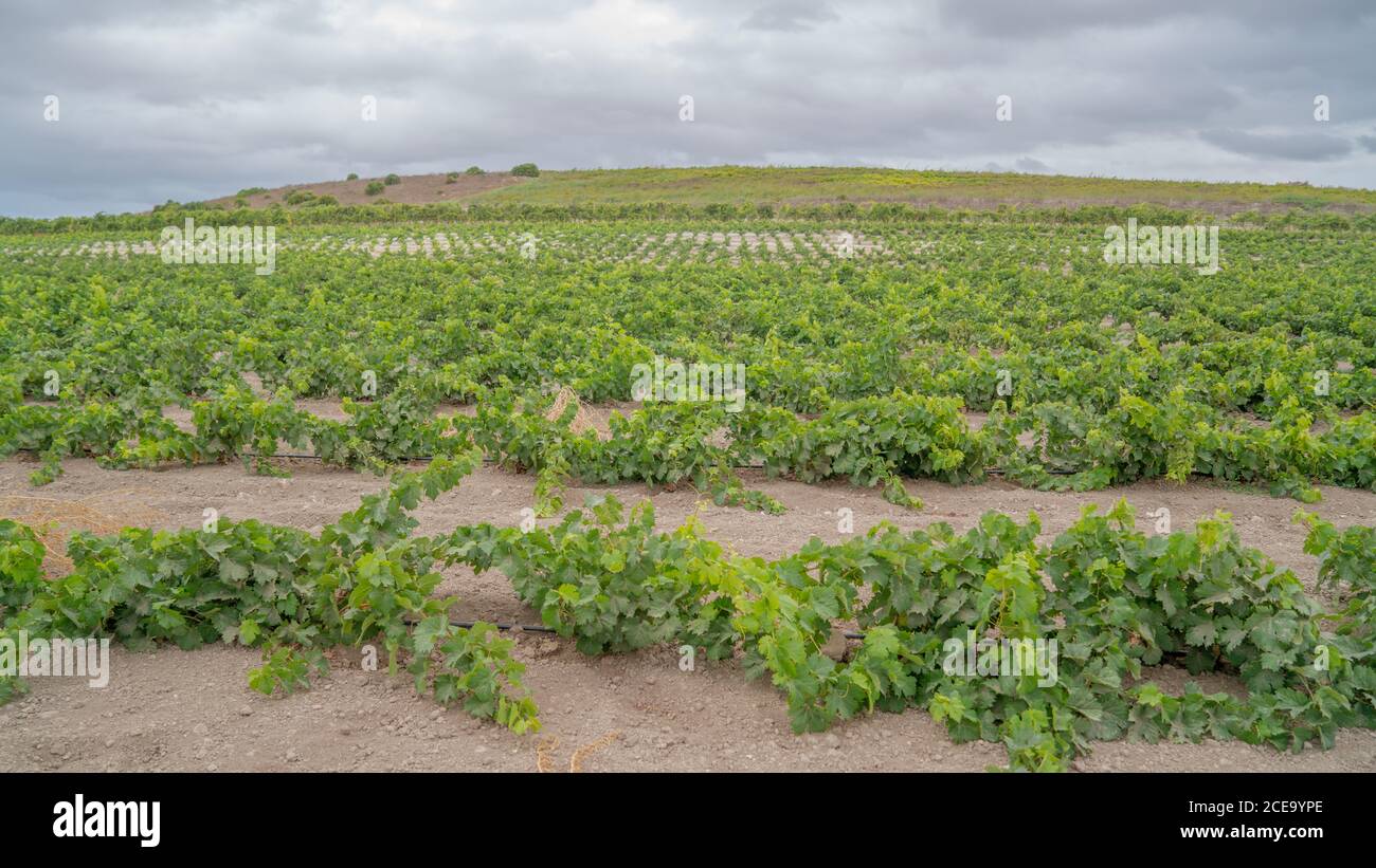 Vineyard with growing white wine grapes in Sardinia, Italy, malvasia