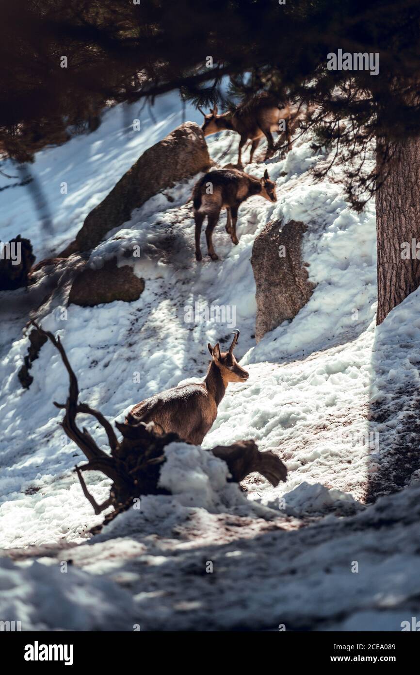 Goat In Forest Herd of wild goats pasturing on mountain near winter forest in sunny ...