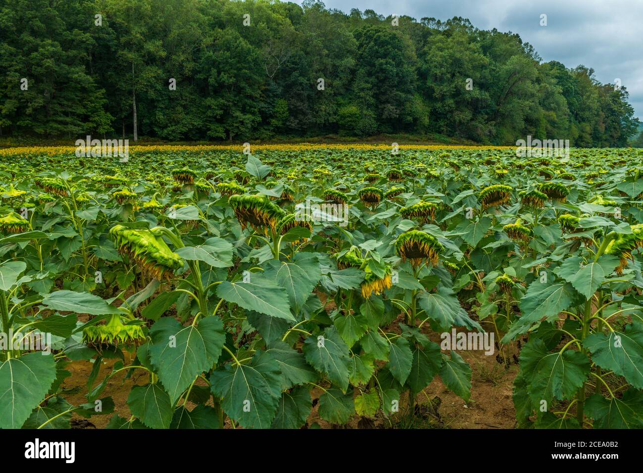 Farm field of fully grown sunflowers ready for harvest with rows of