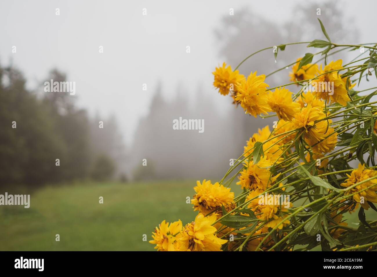 Bunch of pretty yellow flowers lying on background of wonderful nature on foggy day in Bulgaria, Balkans Stock Photo