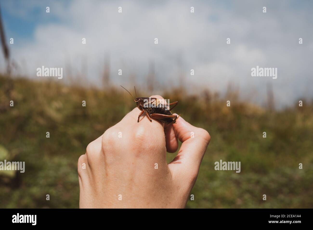 Small bug sitting on hand of anonymous person on blurred background of wonderful nature in Bulgaria, Balkans Stock Photo