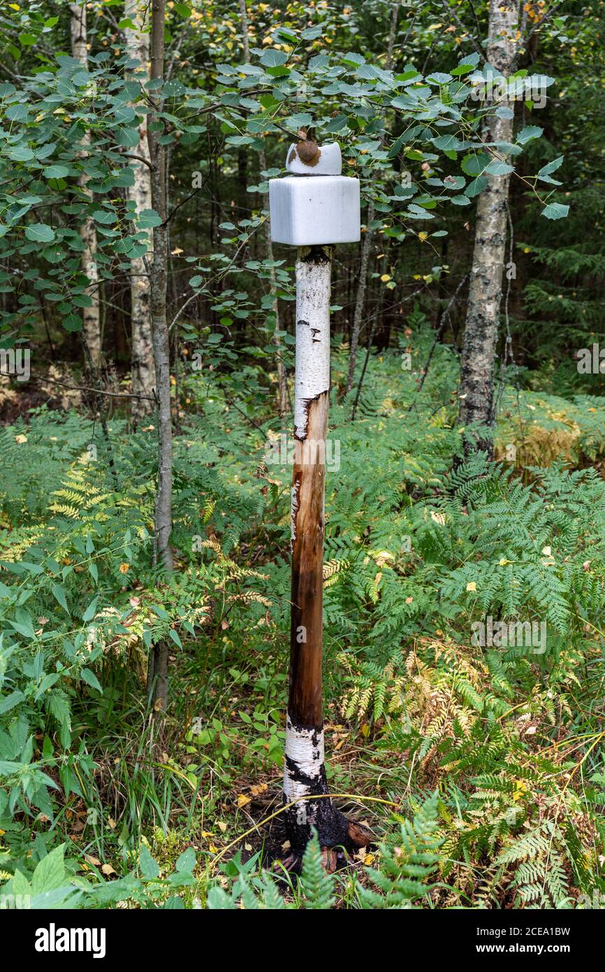 A Salt Lick For Deear Good For My Dog