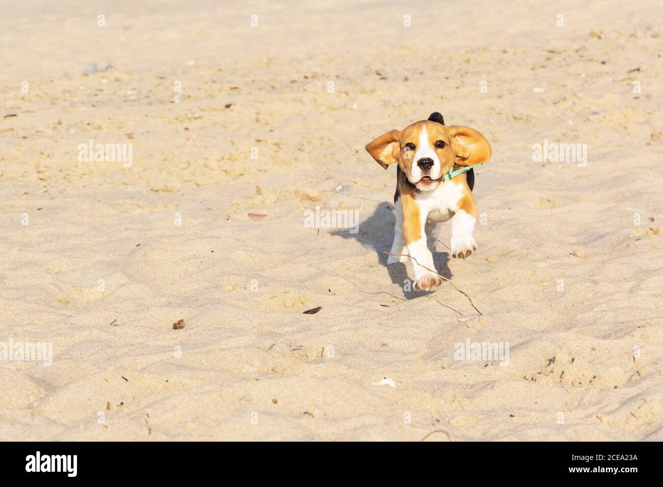 Beagle puppy running on the sea beach. Stock Photo